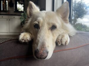 Cute White German Sheperd face on paws